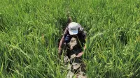 Sawah Kekeringan, Petani Kendal Rogoh Kocek Ratusan Ribu Rupiah Demi Selamatkan Padi