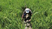 Sawah Kekeringan, Petani Kendal Rogoh Kocek Ratusan Ribu Rupiah Demi Selamatkan Padi