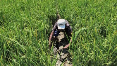 Sawah Kekeringan, Petani Kendal Rogoh Kocek Ratusan Ribu Rupiah Demi Selamatkan Padi