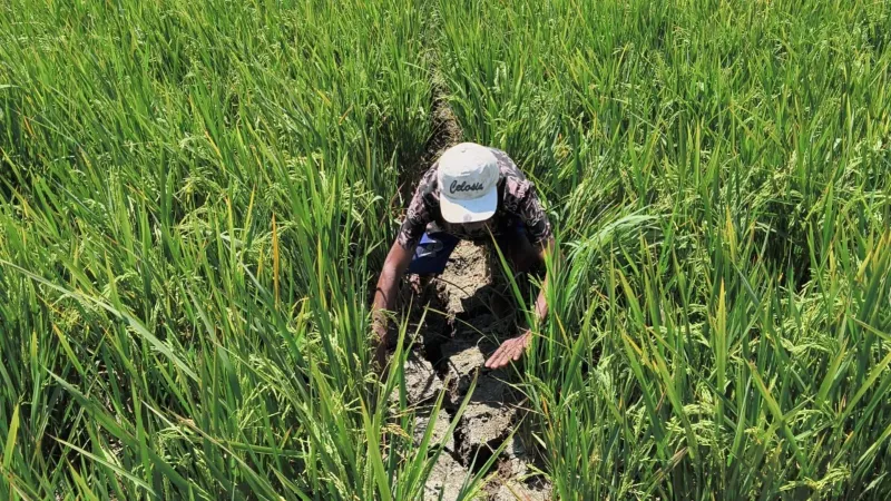 Sawah Kekeringan, Petani Kendal Rogoh Kocek Ratusan Ribu Rupiah Demi Selamatkan Padi