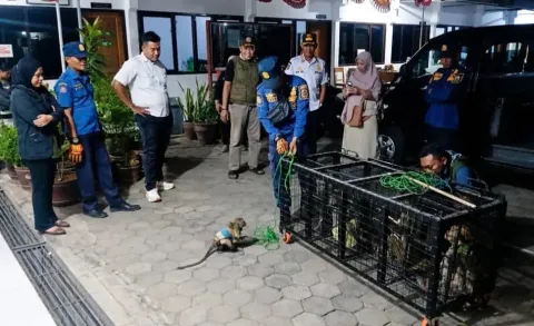 Resahkan Pengunjung, Pengamen Topeng Monyet di City Walk Pemalang Ditertibkan