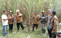 Perhutani Panen Perdana Tebu ATM di Petak 45 RPH Kalibanteng KPH Balapulang Tegal