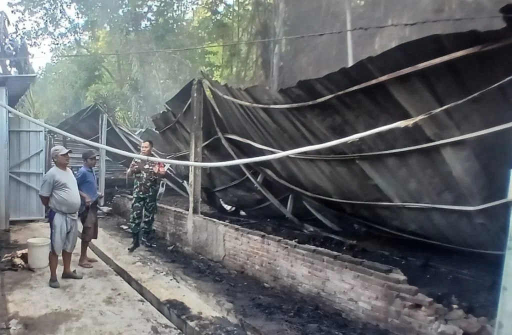 Kebakaran Kandang Ayam di Winduaji Brebes, 1.200 Ekor Mati, Kerugian Capai Rp88 Juta