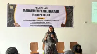 Harga Pakan Menjulang, Peternak Ayam Patean Kendal Mulai Angkat Tangan