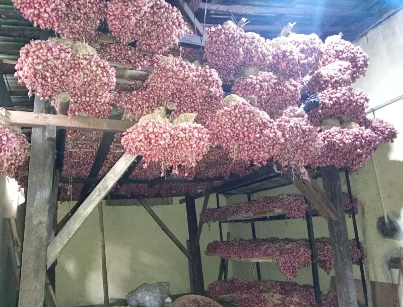Petani Bawang di Tegal Keluhkan Harga Panen Anjlok dan Kesulitan Pupuk Subsidi