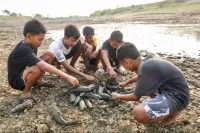 Atasi Bau Bangkai Ikan Sapu-Sapu di Pati, Gubernur Luthfi Perintahkan Kubur Pakai Alat Berat