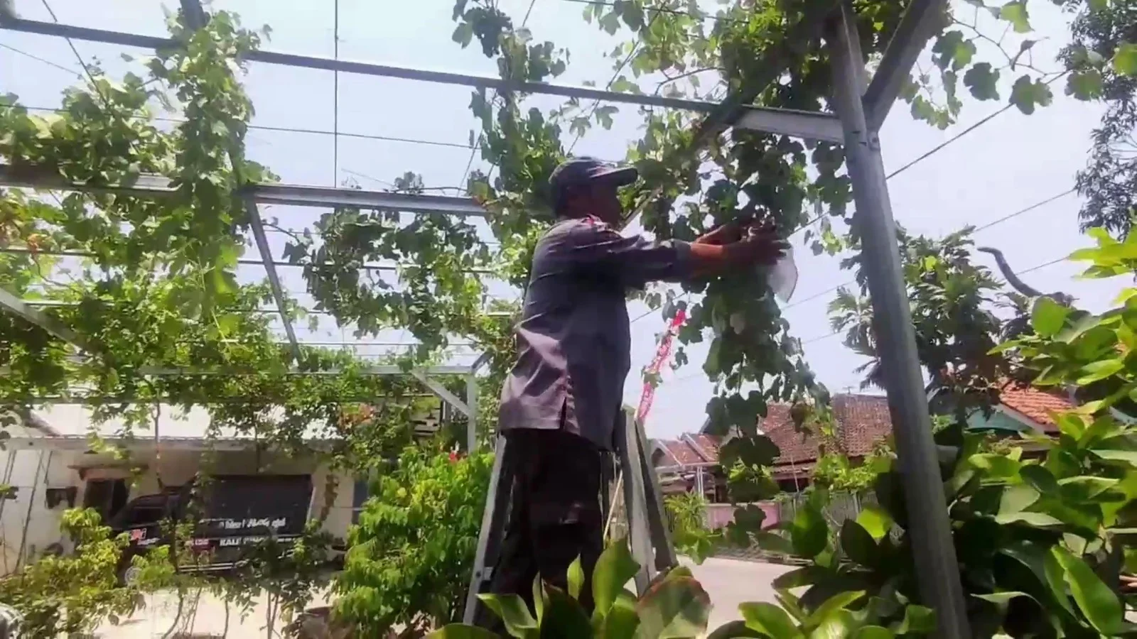 Sambil Jaga Desa, Satlinmas Kendal Tekuni Kebun Anggur, Sekali Panen Bisa 50 Kg