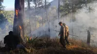 Gotong Royong di Lereng Perbukitan, TNI-Polri dan Warga Padamkan Kebakaran Hutan Pinus Petungkriyono Pekalongan