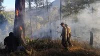 Gotong Royong di Lereng Perbukitan, TNI-Polri dan Warga Padamkan Kebakaran Hutan Pinus Petungkriyono Pekalongan