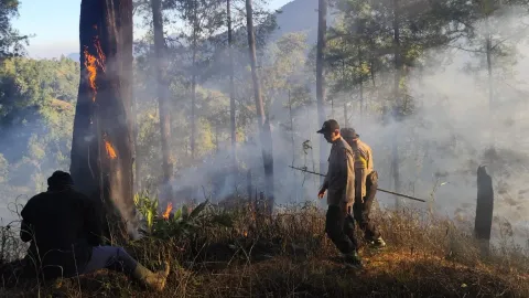 Gotong Royong di Lereng Perbukitan, TNI-Polri dan Warga Padamkan Kebakaran Hutan Pinus Petungkriyono Pekalongan