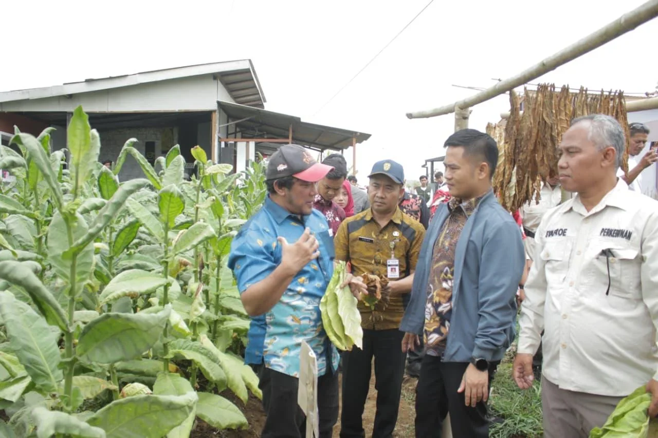 Miliki Karakter Unik, Tembakau Tegal Dilirik PT Djarum untuk Blend Khusus