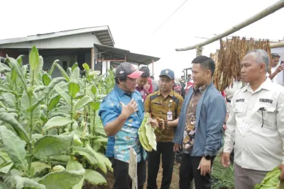 Miliki Karakter Unik, Tembakau Tegal Dilirik PT Djarum untuk Blend Khusus