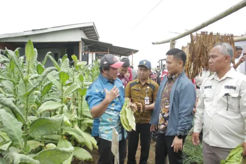 Miliki Karakter Unik, Tembakau Tegal Dilirik PT Djarum untuk Blend Khusus