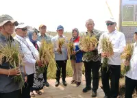 Padi Biosalin Sukses Ditanam di Pesisir Batang, Hasil Inovasi BRIN Jawab Persoalan Abrasi