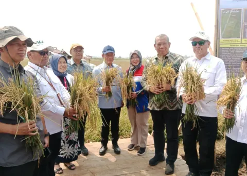Padi Biosalin Sukses Ditanam di Pesisir Batang, Hasil Inovasi BRIN Jawab Persoalan Abrasi