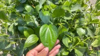 Dari Mimisan hingga Antioksidan, Ini 5 Khasiat Daun Sirih untuk Kesehatan