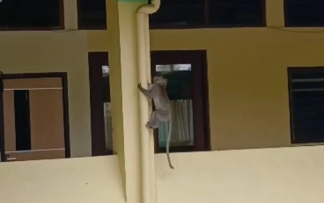 Geger, Monyet Berkeliaran di Komplek Perkantoran Pemkab Tegal, Ada Pertanda Apa?