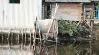Masih Ada Warga BAB di Sungai, Pemkab Pemalang Bantu Jambanisasi