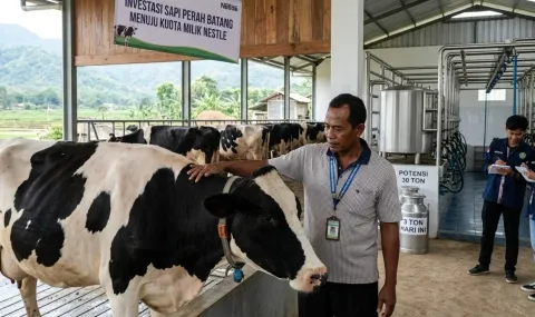 Kebutuhan Susu Segar ke PT Nestle Tinggi, Pemkab Batang Buka Peluang Investasi Peternakan Sapi Perah
