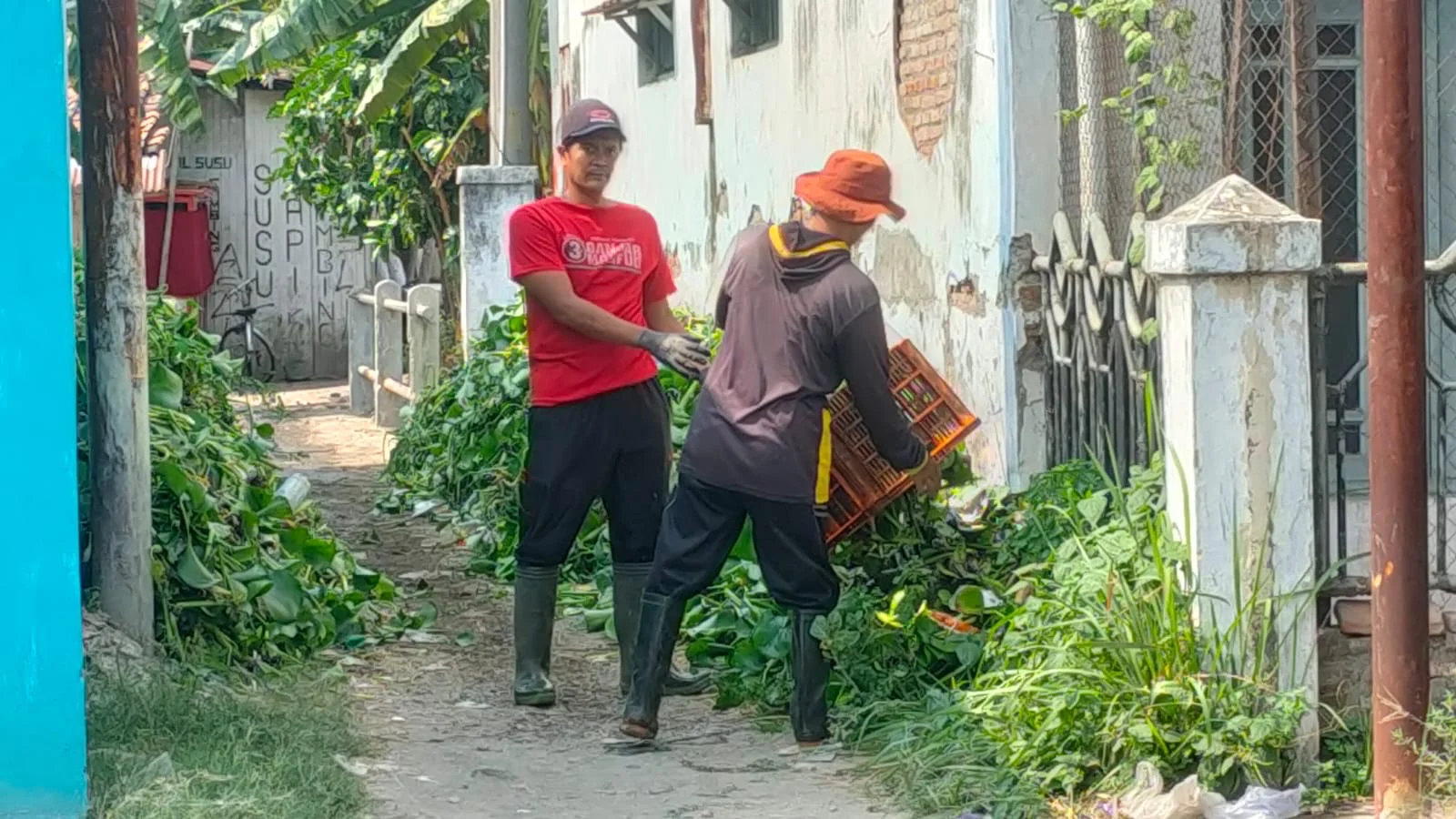 Tim kebersihan PSDA Dinas Pekerjaan Umum dan Penataan Ruang Kota Tegal, mengangkut tanaman eceng gondok dari aliran Sungai Kaligung di Jalan Serayu, Selasa 13 Oktober 2026.
