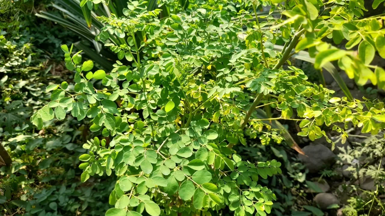 Tak Hanya Melancarkan ASI, Daun Kelor Punya Manfaat untuk Kesehatan Kulit dan Jerawat