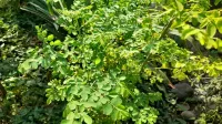 Tak Hanya Melancarkan ASI, Daun Kelor Punya Manfaat untuk Kesehatan Kulit dan Jerawat