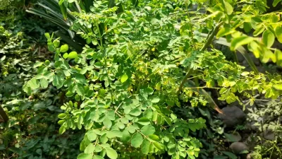 Tak Hanya Melancarkan ASI, Daun Kelor Punya Manfaat untuk Kesehatan Kulit dan Jerawat