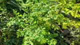 Tak Hanya Melancarkan ASI, Daun Kelor Punya Manfaat untuk Kesehatan Kulit dan Jerawat