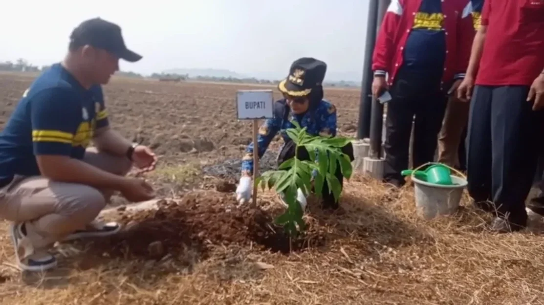 Karang Taruna Kendal Tanam 150 Pohon Sukun di Kampung Pancasila