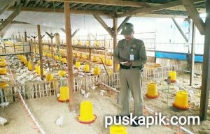 Satpol PP Kroscek Perijinan Kandang Ayam