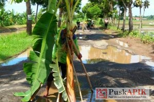 Kesal Tak Kunjung Diperbaiki, Warga Blokir Dan Tanami Jalan Rusak