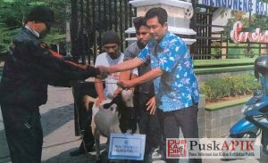 PDAM Tirta Mulia Pemalang Kurban 1 Ekor Sapi 24 Ekor Kambing