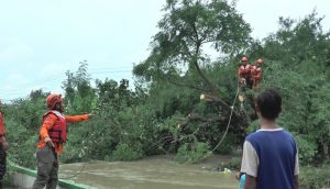 Aksi Petugas BPBD Kendal Bersihkan Pohon Asem Tumbang ke Sungai