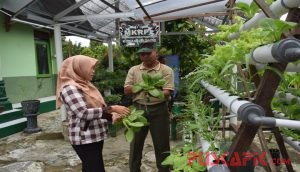 Koramil 17/Lebakbarang Manfaatkan Lahan Sempit untuk Budidaya Sayuran Hidroponik