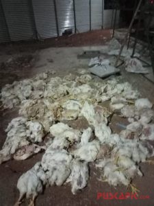 Ayam Mati Mendadak,Â  Peternak di Batang Rugi Jutaan Rupiah