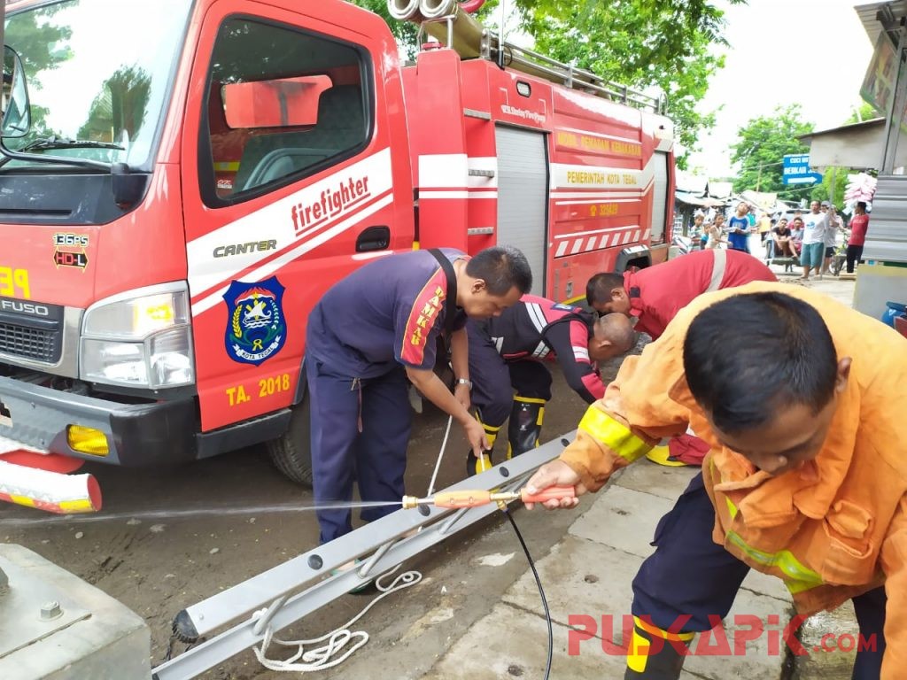 Tawon Vespa Affinis Kembali Serang Warga Tegal