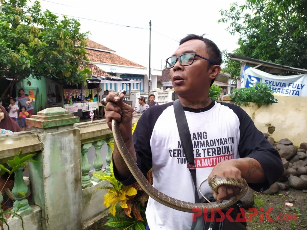 Geger, Ular Koros Satroni Rumah Warga Lebaksiu Tegal