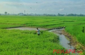 Musim Hujan Belum Pengaruhi Produksi Padi di Pemalang