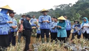 Miliki 275 Hektare Lahan Budidaya, Harga Bawang Putih di Batang Masih Tinggi