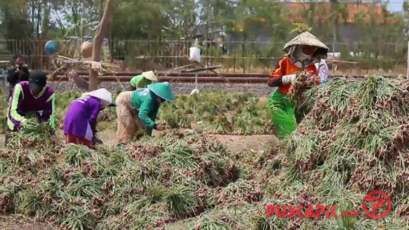 Petani Bawang Brebes Terancam Kelangkaan Bibit