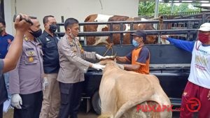 Truk Pembawa Sapi Curian Terperosok, Maling Ditangkap