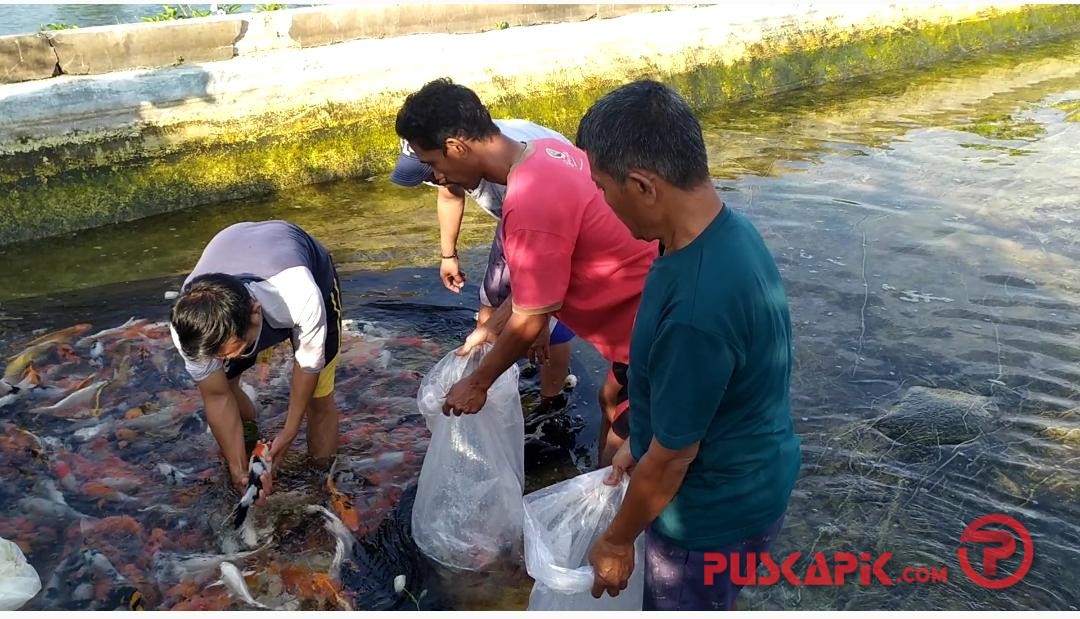 Bisnis Ikan Koi Tetap Eksis di Tengah Pandemi Covid-19