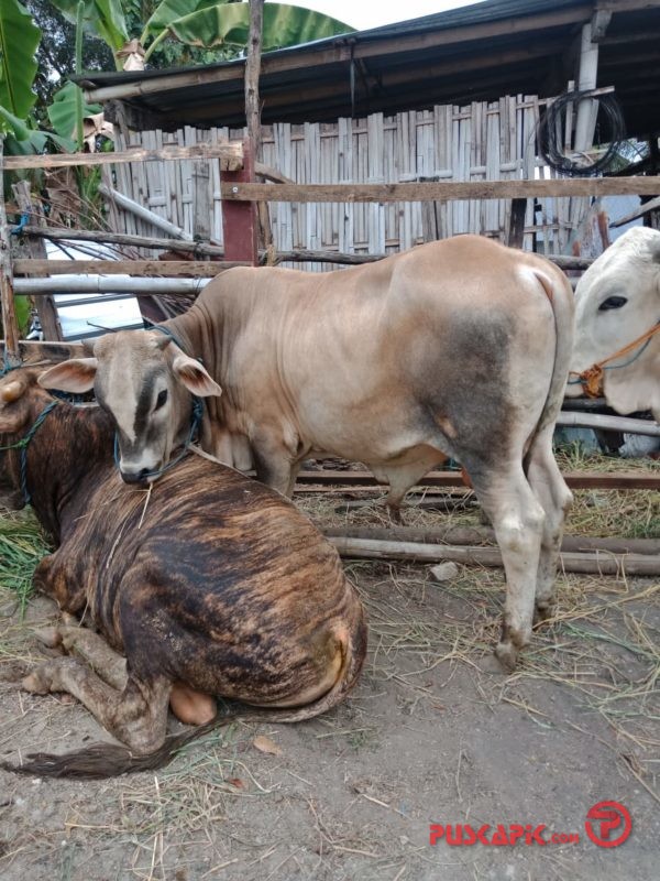 Dinas Peternakan Pemalang Antisipasi Penyakit Cacing Hati Hewan Kurban