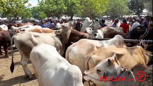 Lebaran Haji Sebentar Lagi, Pasar Hewan Bumiayu Sepi Pembeli