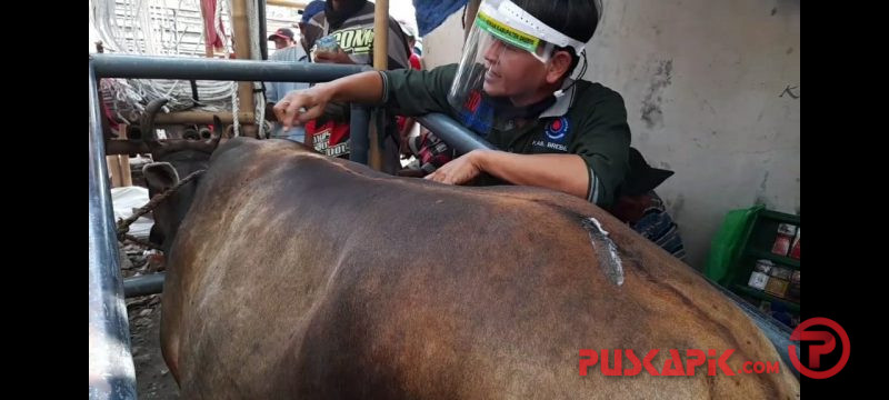 Dinas Peternakan Brebes Awasi Hewan Betina untuk Kurban