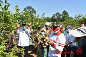 Batang Jadi Sentra Jeruk dalam Negeri