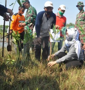 Cegah Abrasi, LSM Tanam 3.000 Bibit Mangrove di Pantai Wonokerto