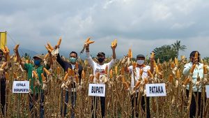 Kebutuhan Jagung Meningkat, Bupati Batang Ajak Petani Tingkatkan Produktivitas