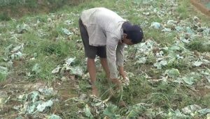 Geram Harga Anjlok, Petani Buang Sayuran