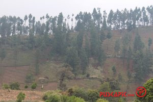 Hutan Gundul di Brebes Rawan Picu Bencana